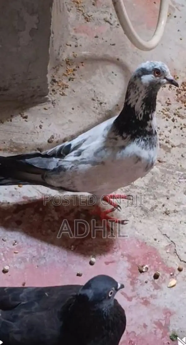 Pigeon
