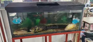 Fish Tank