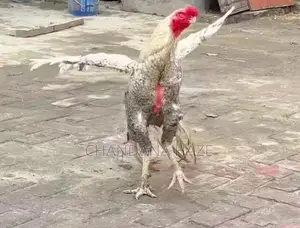 Parrot Beak Rooster