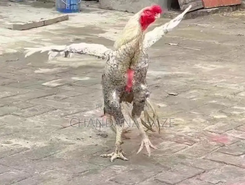 Parrot Beak Rooster