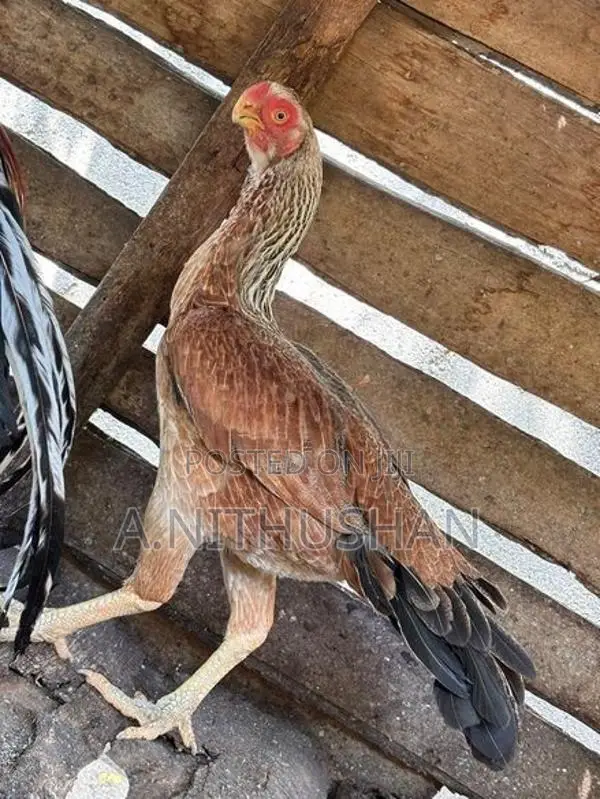 Parrot Nose Hen