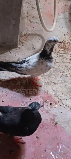 Pigeon