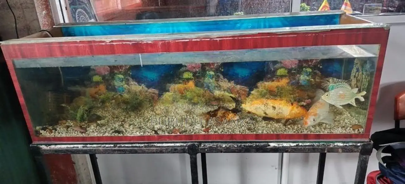 Fish Tank
