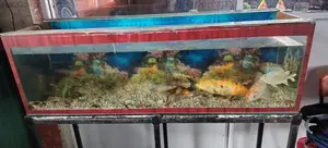 Fish Tank