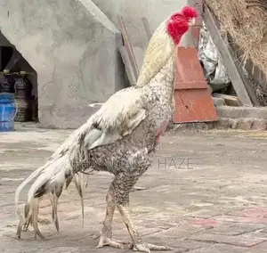 Parrot Beak Rooster