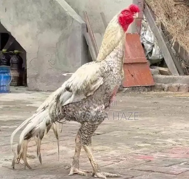 Parrot Beak Rooster