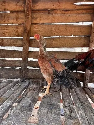 Parrot Nose Hen