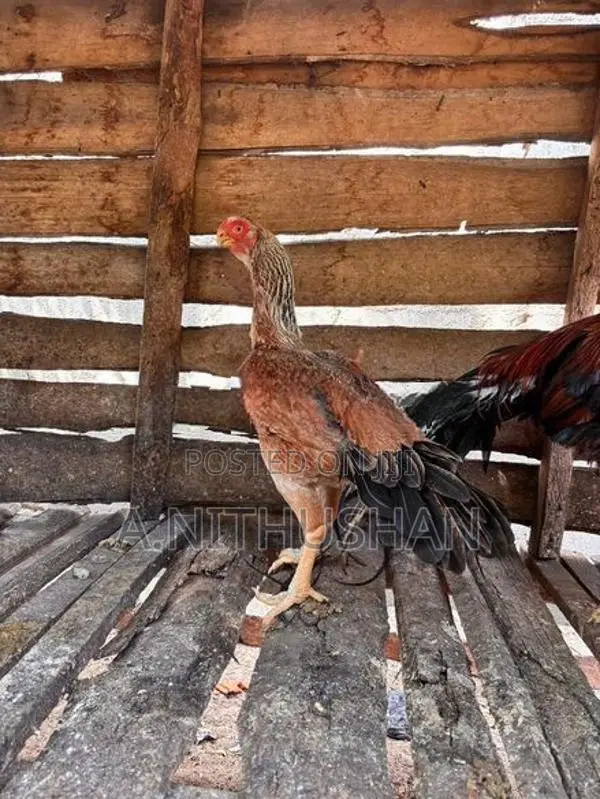 Parrot Nose Hen