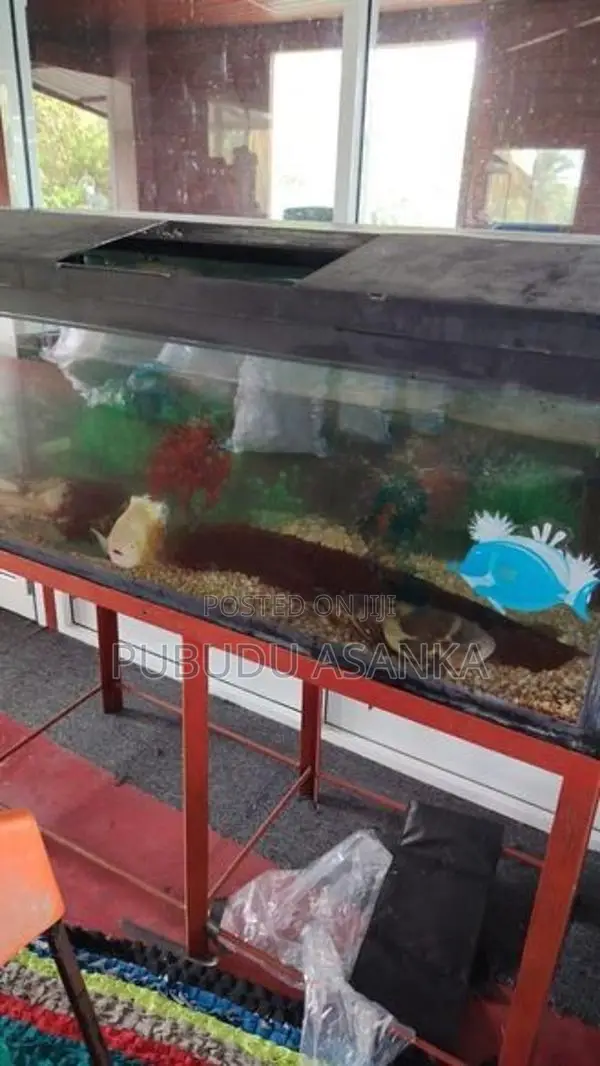 Fish Tank