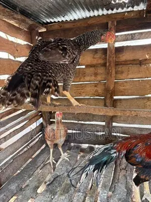 Parrot Nose Hen