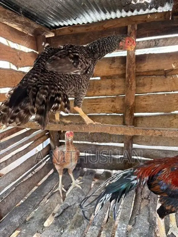 Parrot Nose Hen