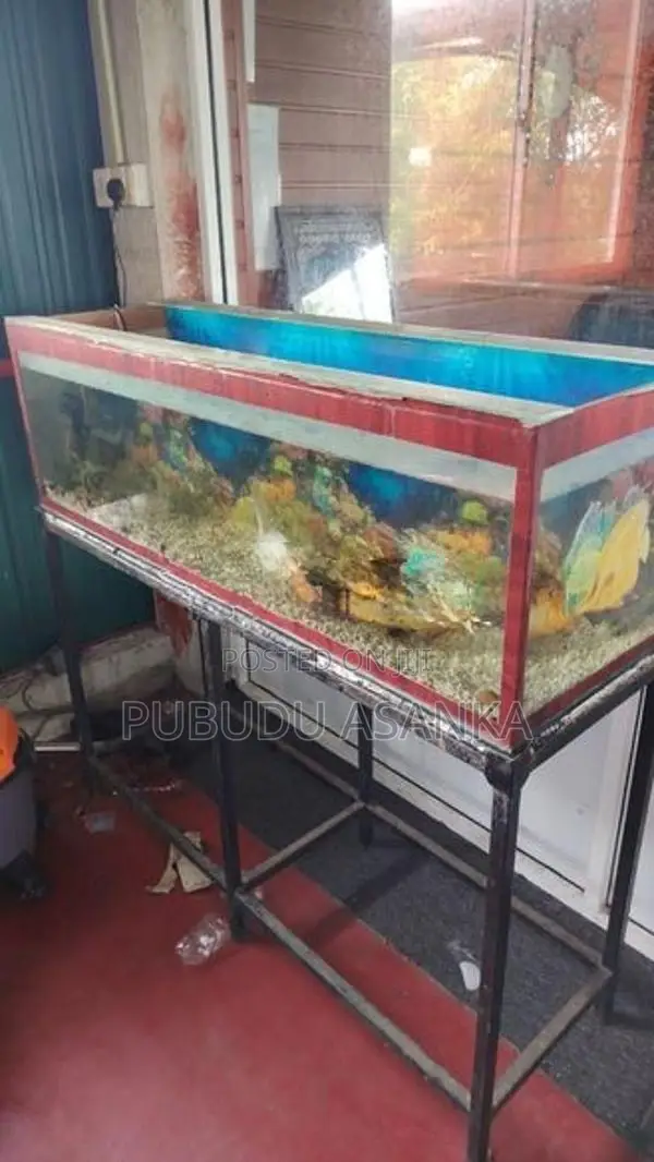 Fish Tank