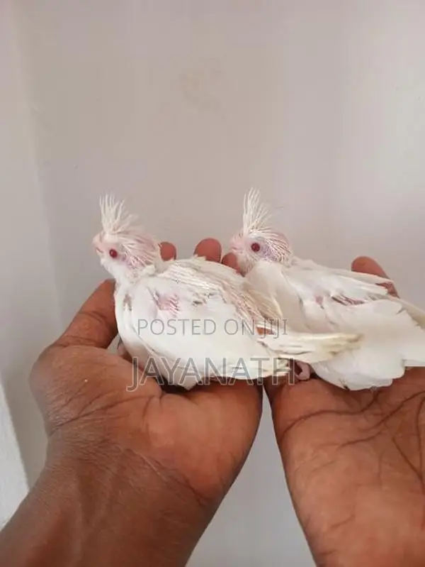 Cockatiel Chicks