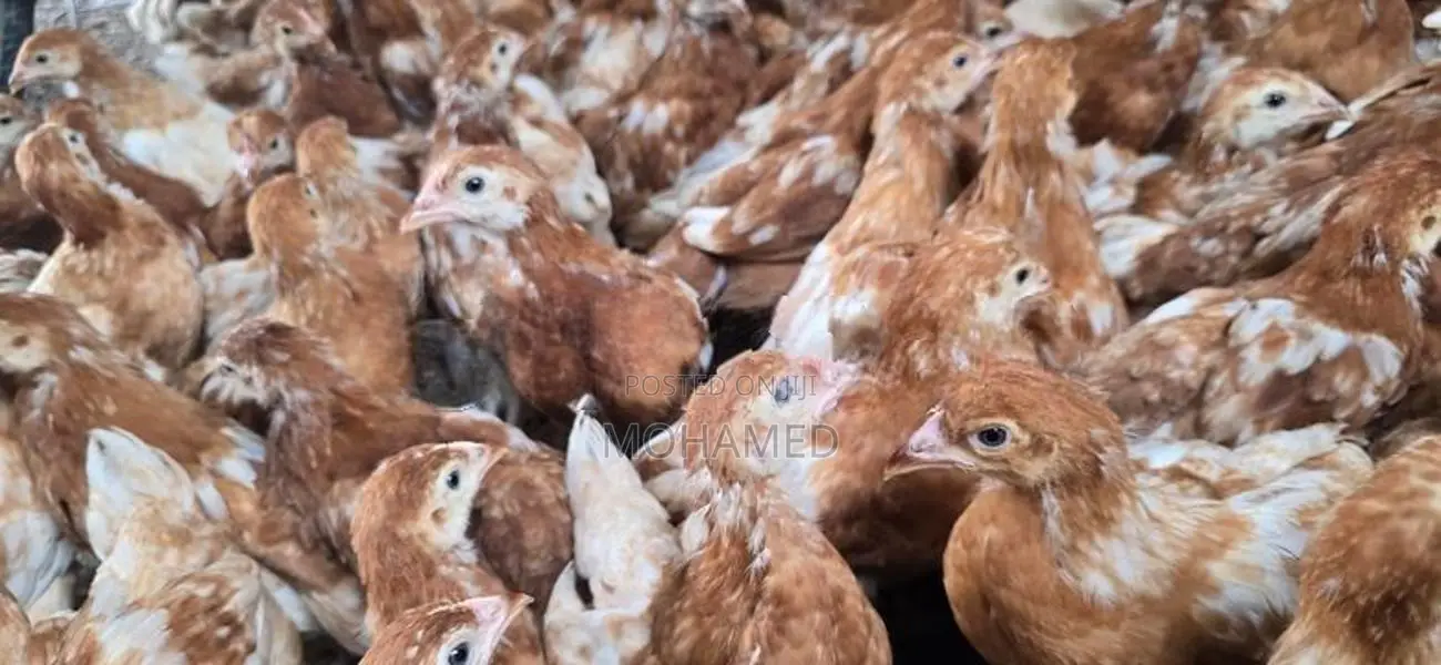 Brown Hen