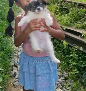 Shih Tzu Puppy