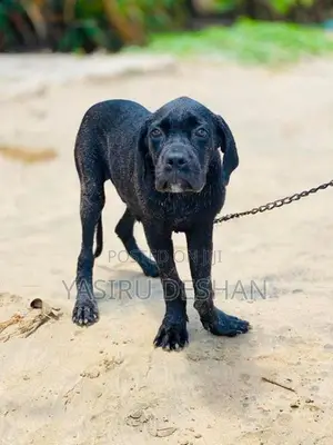 cane corso puppy