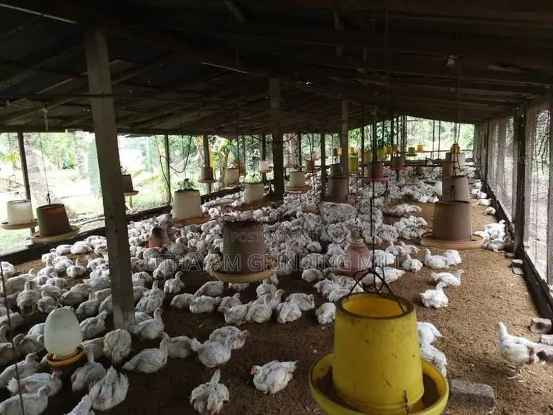 Broiler Chicken