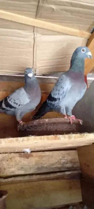 Pigeons