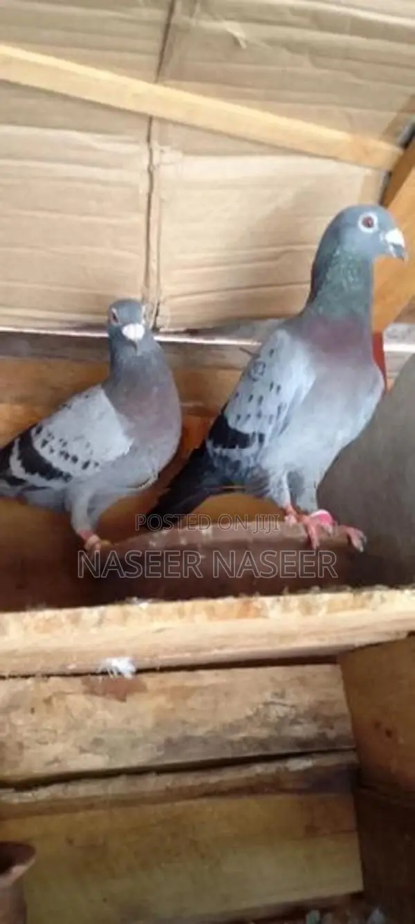 Pigeons