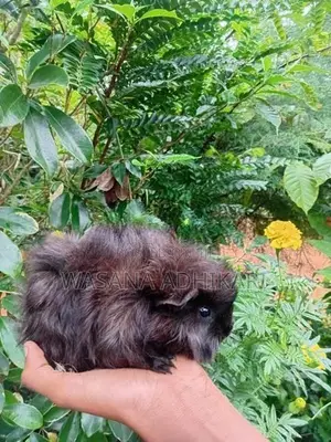 ගිනිපික්