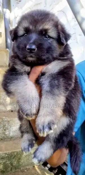 German Shepherd Long Coat Puppies