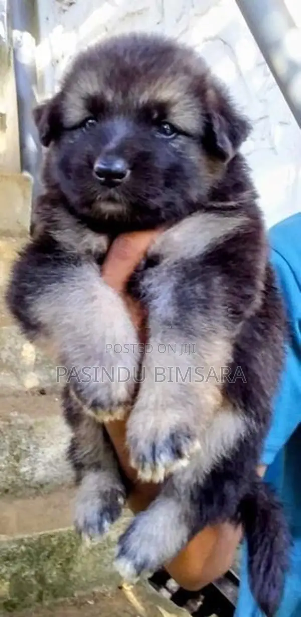 German Shepherd Long Coat Puppies