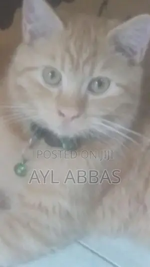 ginger pure breed male kitten