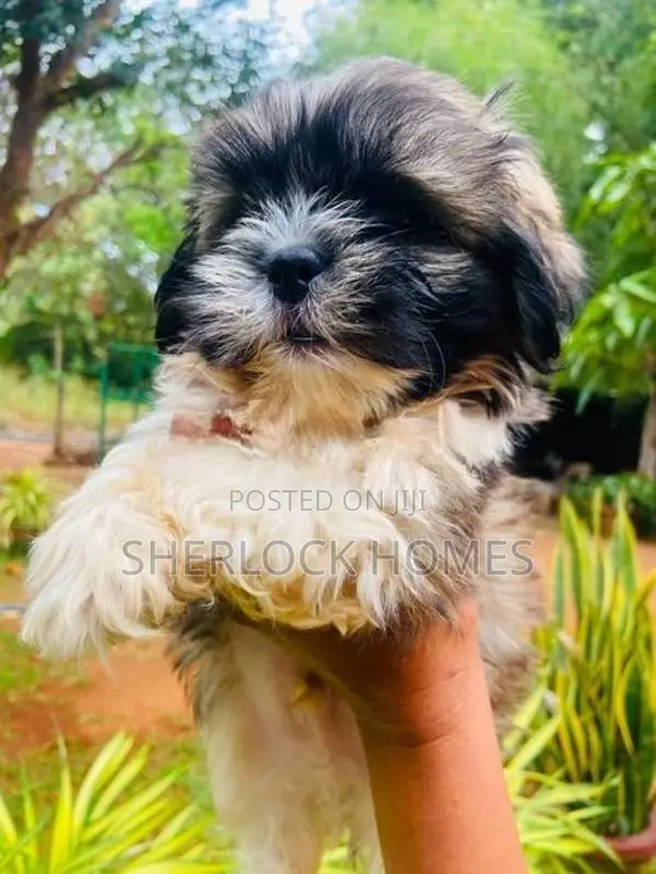 Shih Tzu Puppies