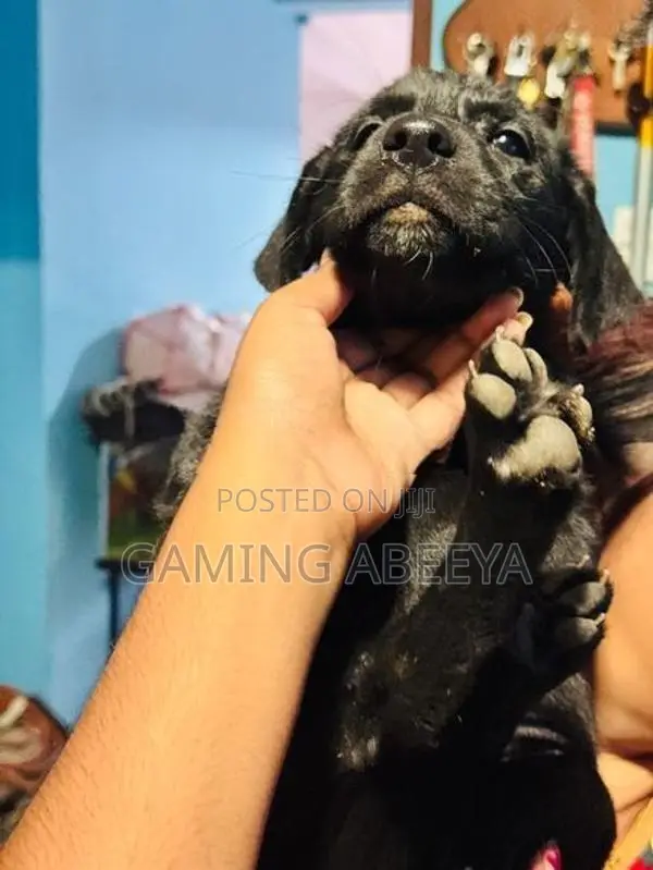 Labrador Puppy