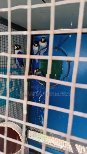 African Violet Love Birds