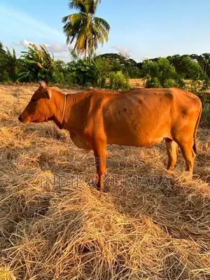 කිරි ගවයින් (Milk Cows )