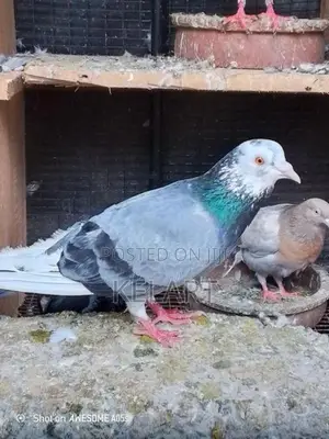 Pegion