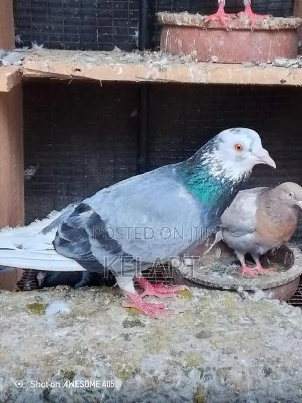 Pegion