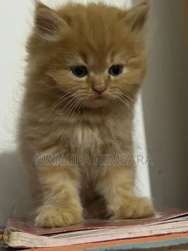 persian cat
