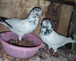 Pigeon