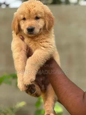 Golden Retriever Puppy