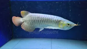 Arowana Fish