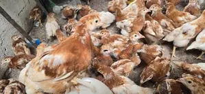 Brown Hen
