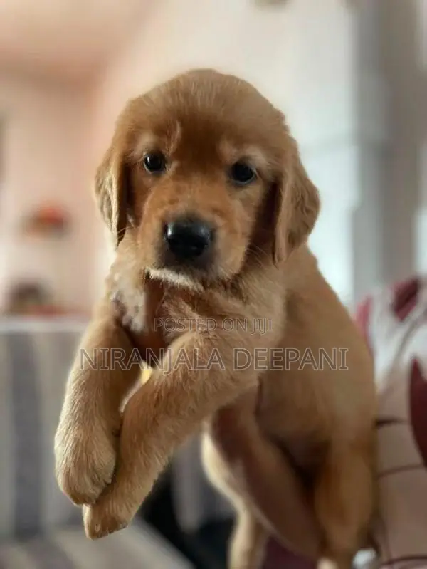 Golden Retriever