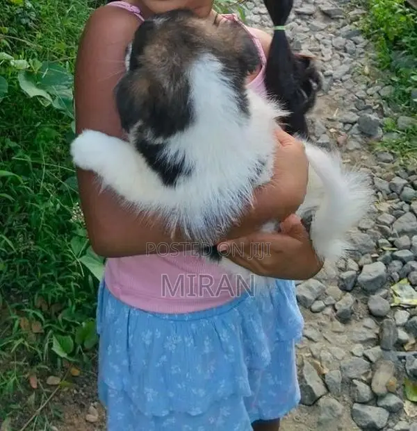 Shih Tzu Puppy