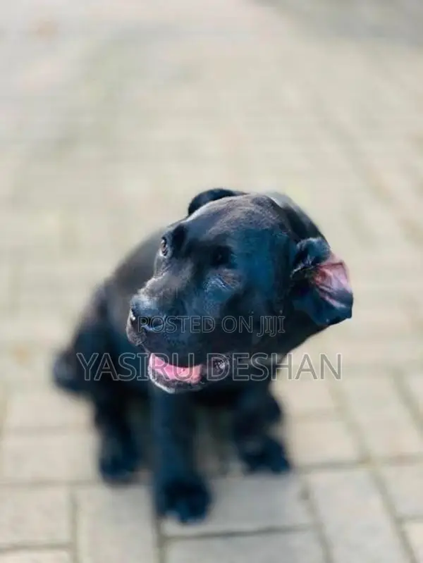 cane corso puppy