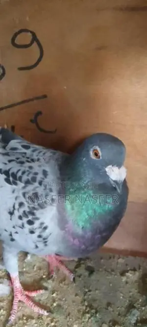 Pigeons