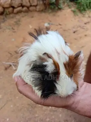 ගිනිපික්