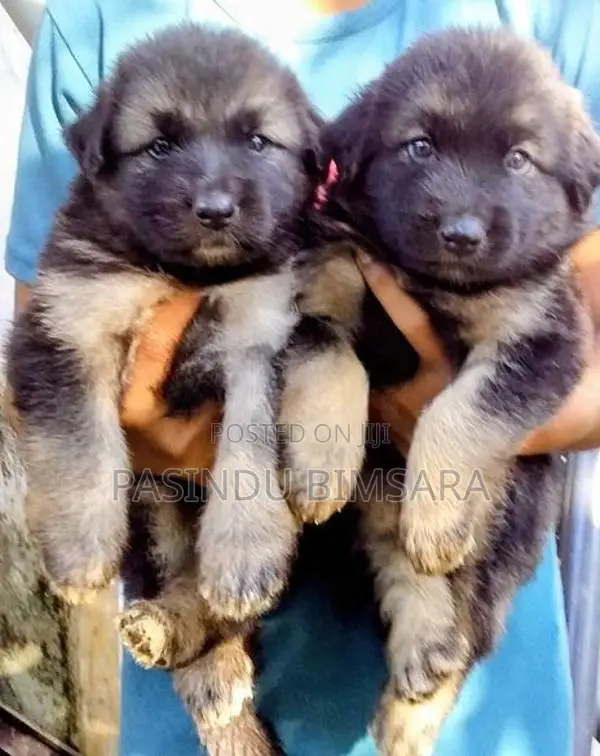 German Shepherd Long Coat Puppies