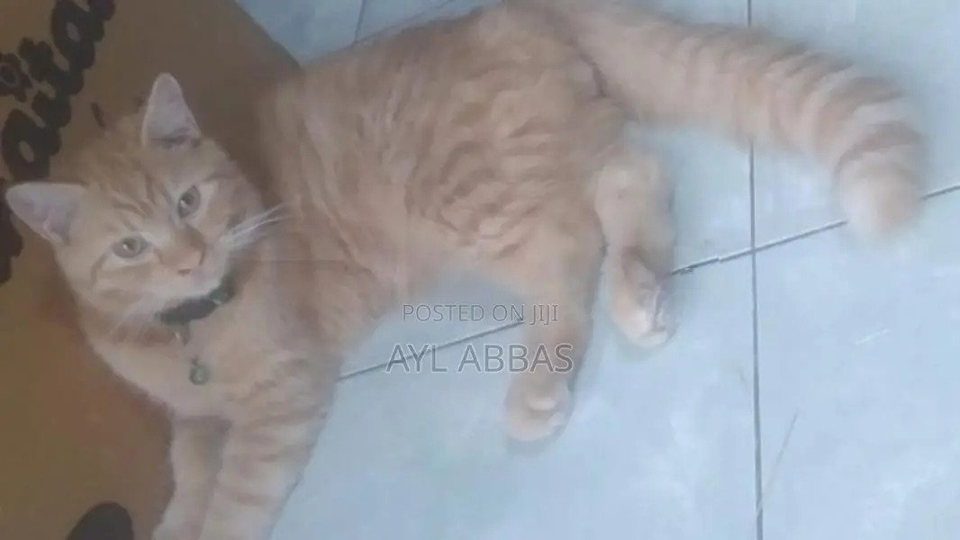 ginger pure breed male kitten