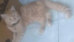 ginger pure breed male kitten
