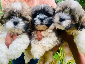 Shih Tzu Puppies