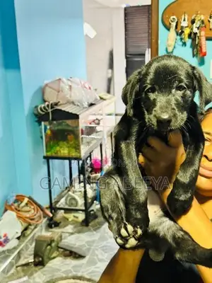 Labrador Puppy