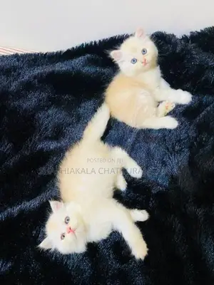 pursian cat