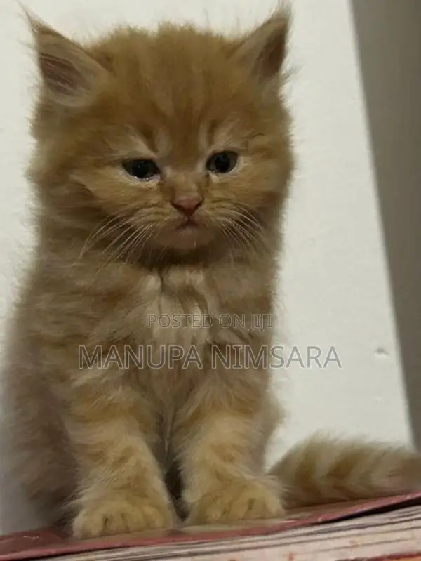 persian cat